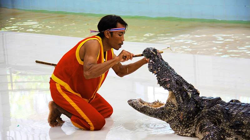 Combo: Dolphins Bay Phuket and Phuket Crocodile Farm and Show Thrillark