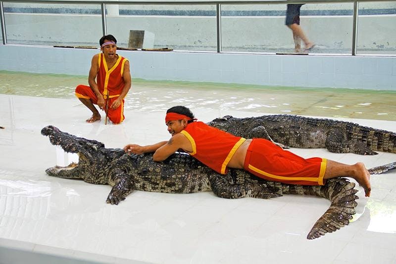 Combo: Dolphins Bay Phuket and Phuket Crocodile Farm and Show 