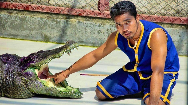 Combo: Dolphins Bay Phuket and Phuket Crocodile Farm and Show Review