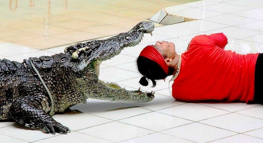 Combo: Dolphins Bay Phuket and Phuket Crocodile Farm and Show Category