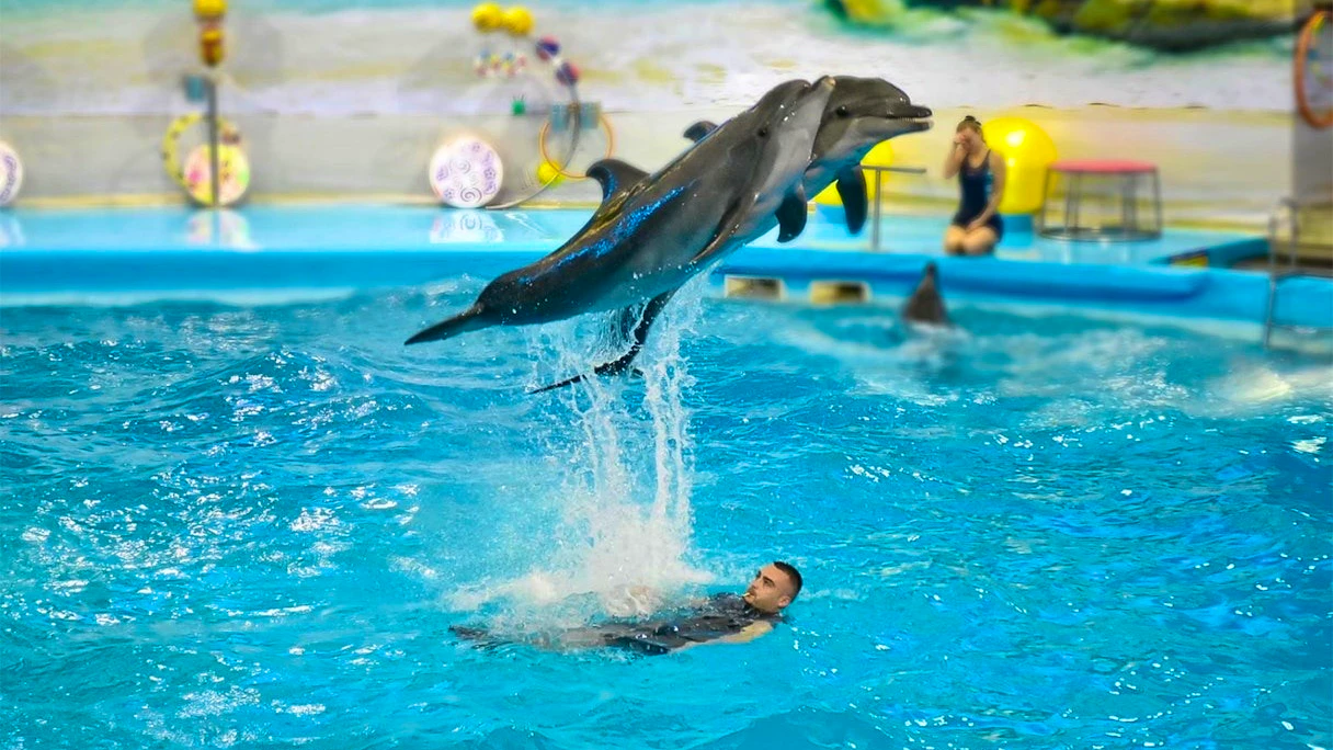 Combo: Dolphins Bay Phuket and Phuket Crocodile Farm and Show Price