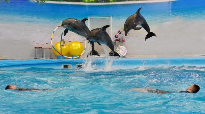 Combo: Dolphins Bay Phuket and Phuket Crocodile Farm and Show Discount