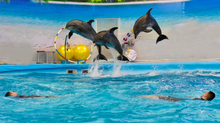 Combo: Dolphins Bay Phuket and Phuket Crocodile Farm and Show Discount