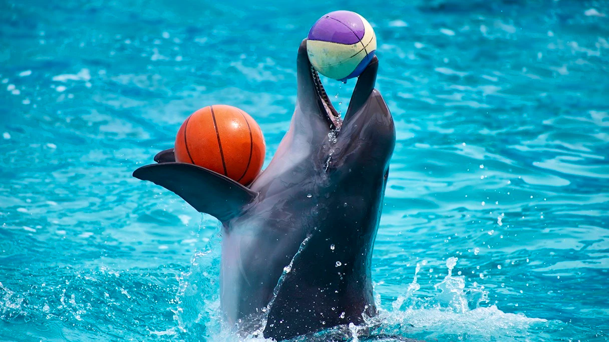 Pattaya Dolphinarium and Mini Siam Pattaya Combo Ticket Price