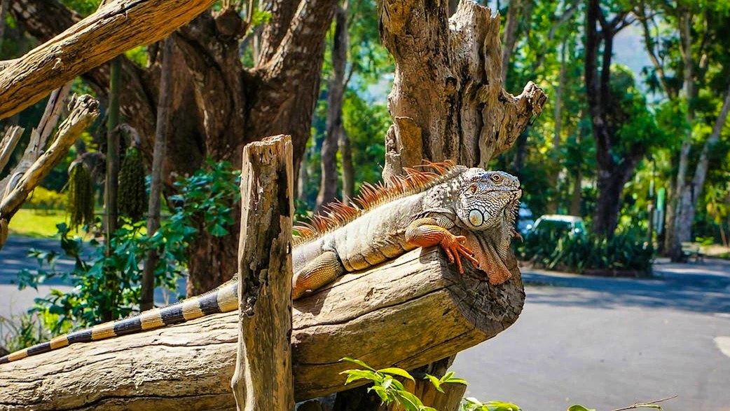 Combo: Pattaya Dolphinarium and Khao Kheow Open Zoo Thrillark