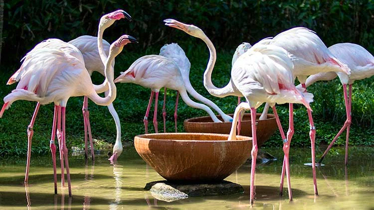 Combo: Pattaya Dolphinarium and Khao Kheow Open Zoo Review