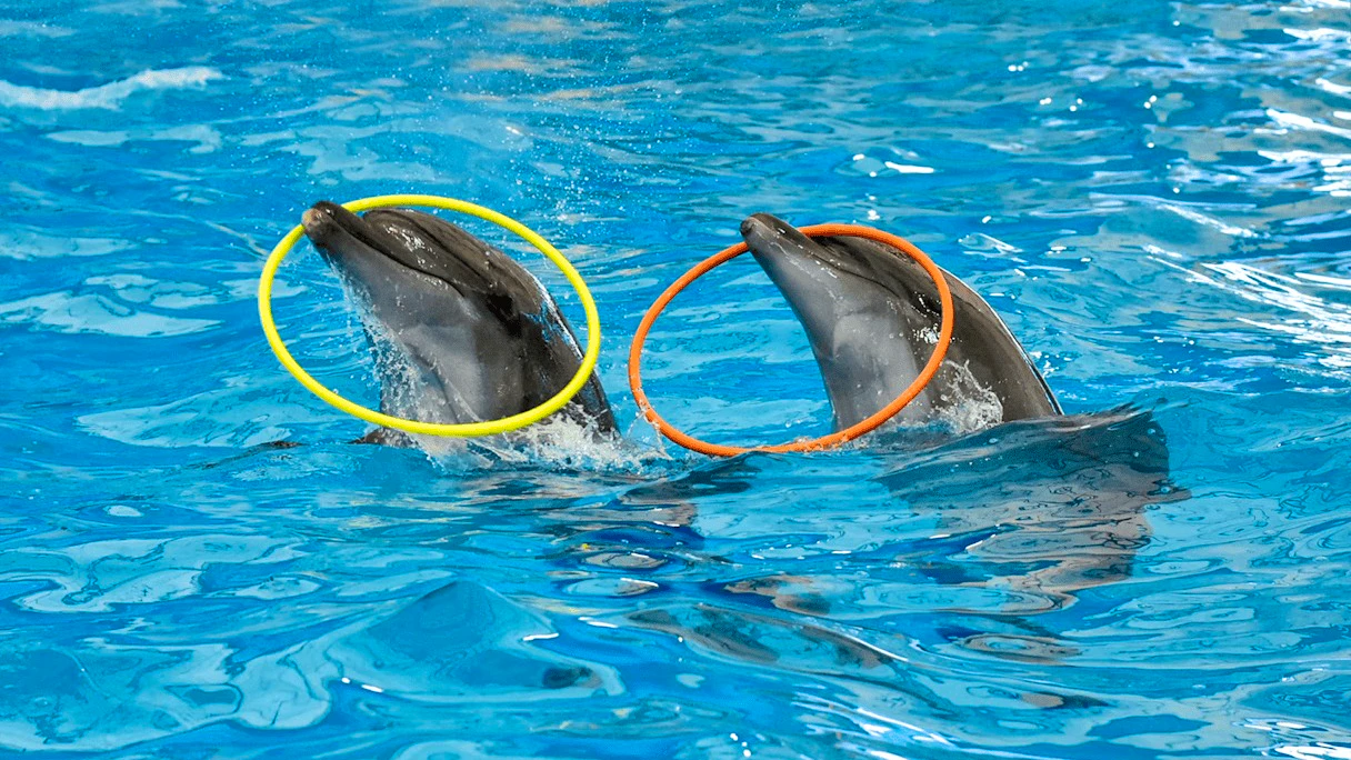 Combo: Pattaya Dolphinarium and Khao Kheow Open Zoo Ticket