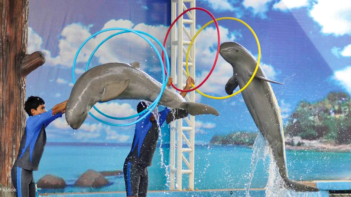 Combo: Pattaya Dolphinarium and Khao Kheow Open Zoo Location