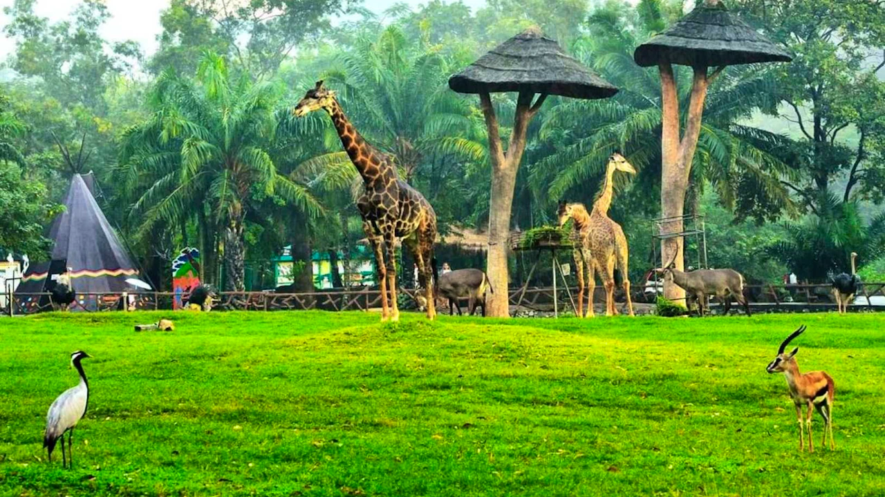 Combo: Pattaya Dolphinarium and Khao Kheow Open Zoo