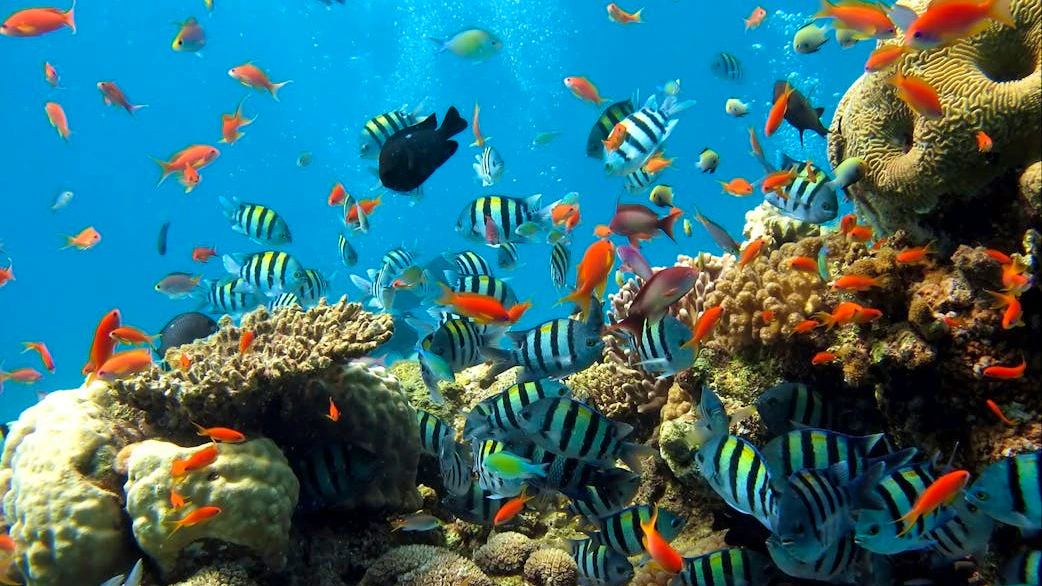 Underwater World Pattaya with Floating Market Combo Tickets Price