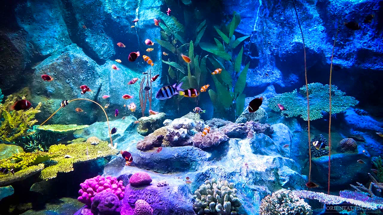 Underwater World Pattaya with Floating Market Combo Tickets Discount