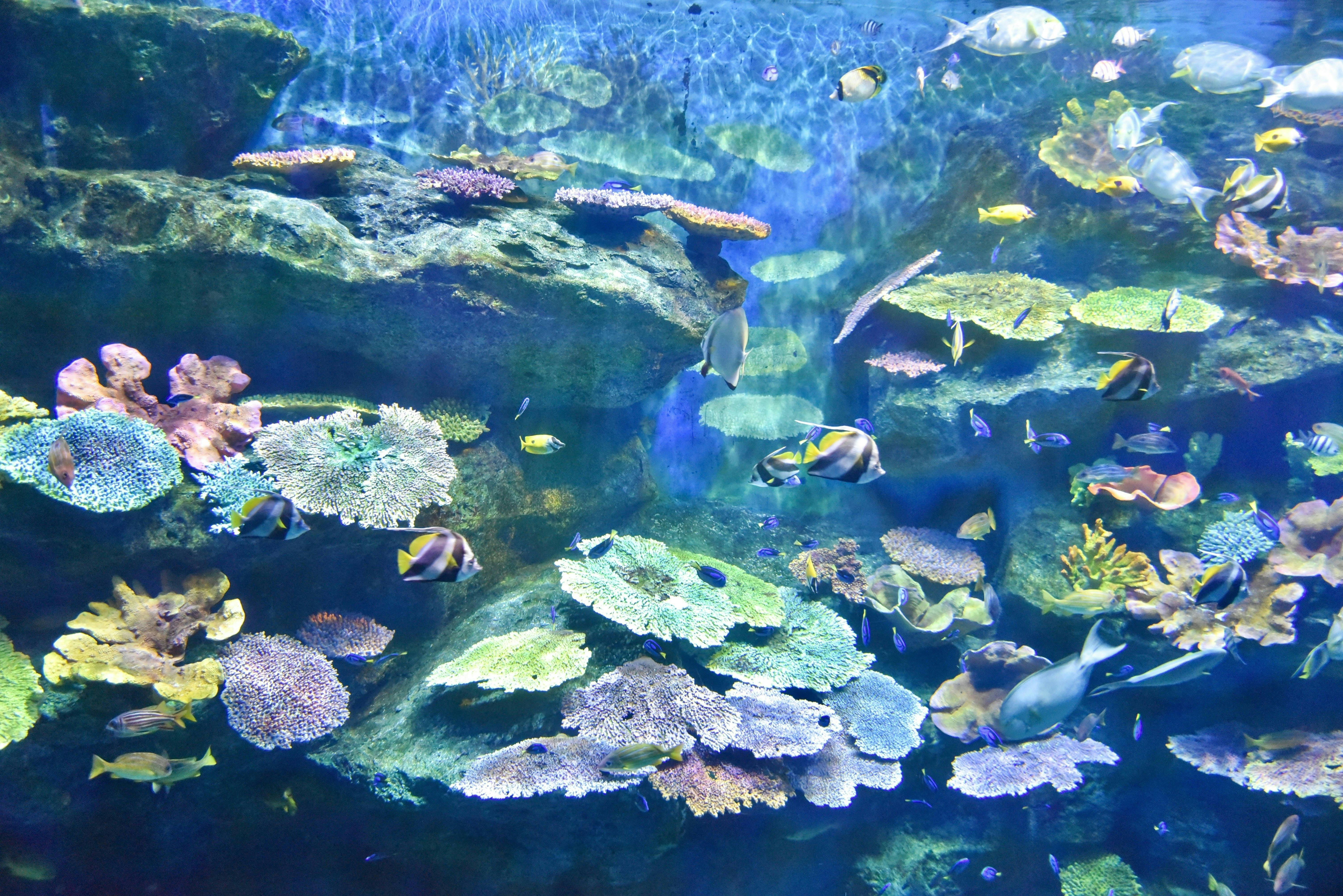 Sea Life Bangkok & Madame Tussauds Combo Tickets Discount