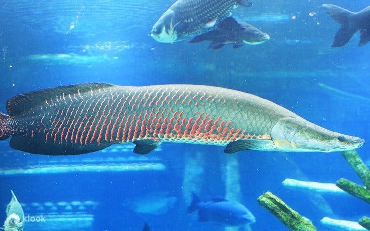 Combo: Andamanda Phuket and Aquaria Phuket Review