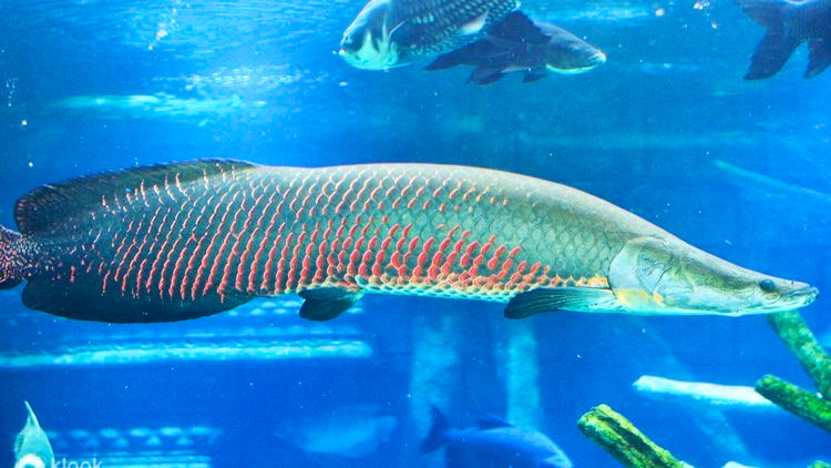 Combo: Andamanda Phuket and Aquaria Phuket Review