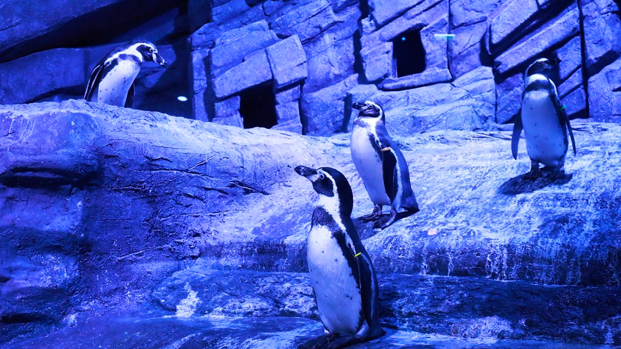 Combo: Andamanda Phuket and Aquaria Phuket