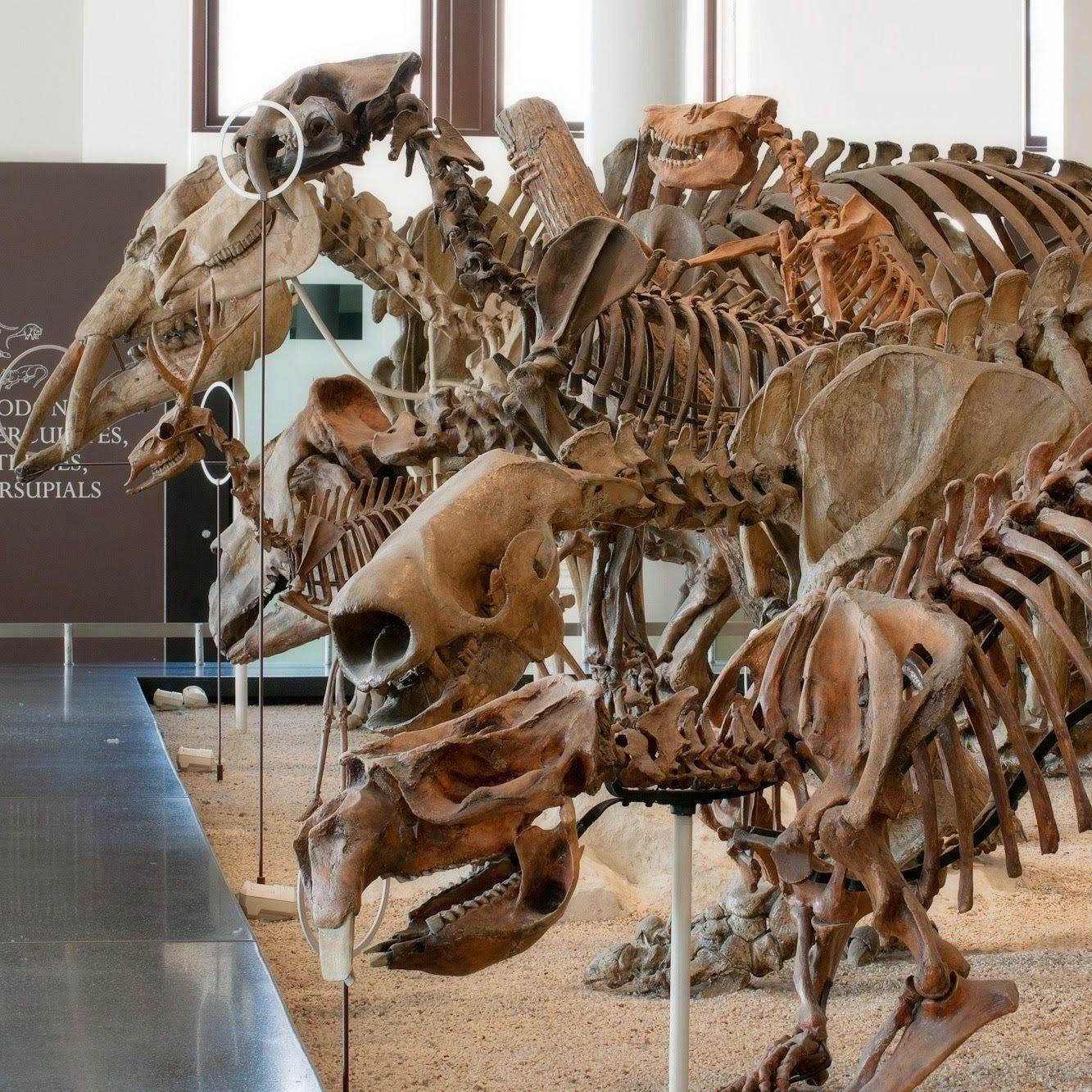 American Museum of Natural History Ticket Location