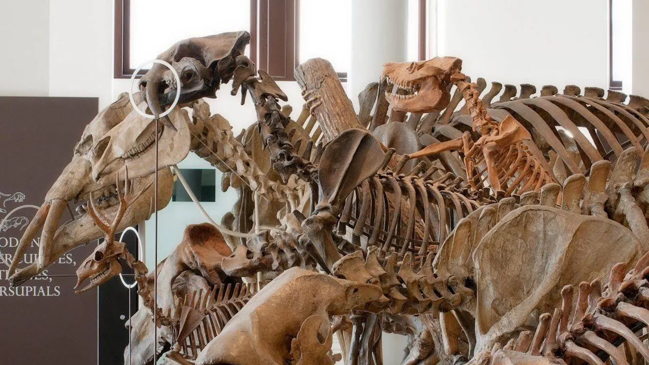 American Museum of Natural History Ticket Location