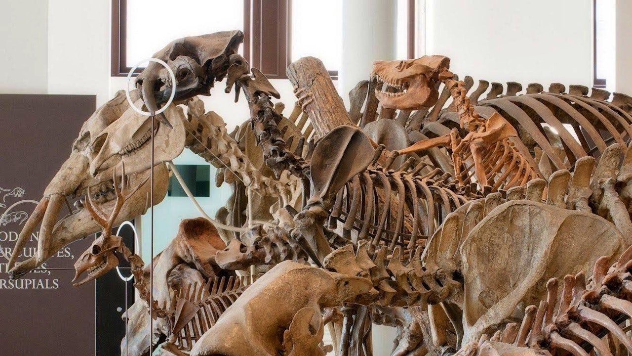 American Museum of Natural History Ticket Location