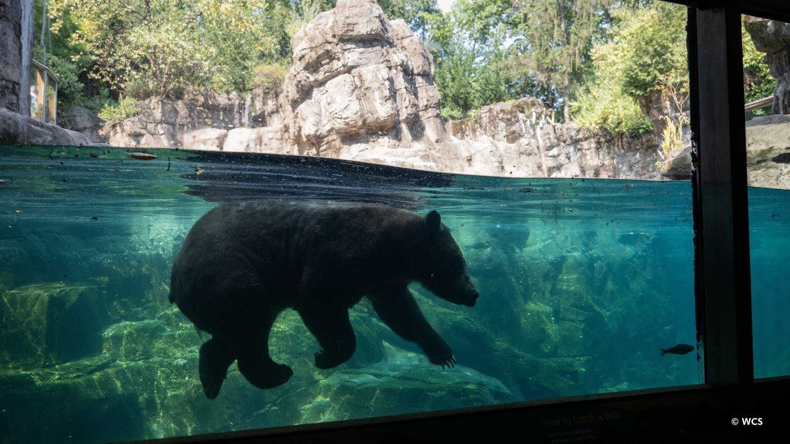 Central Park Zoo Ticket Thrillark