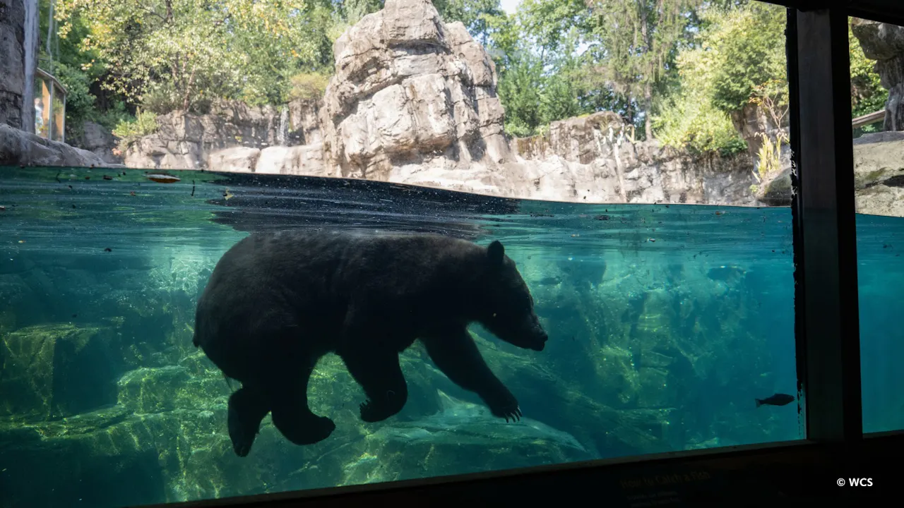 Central Park Zoo Ticket Thrillark