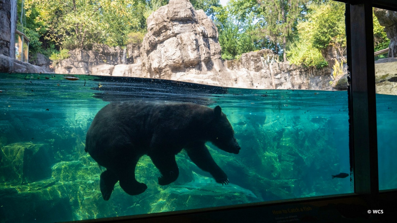 Central Park Zoo Ticket Thrillark