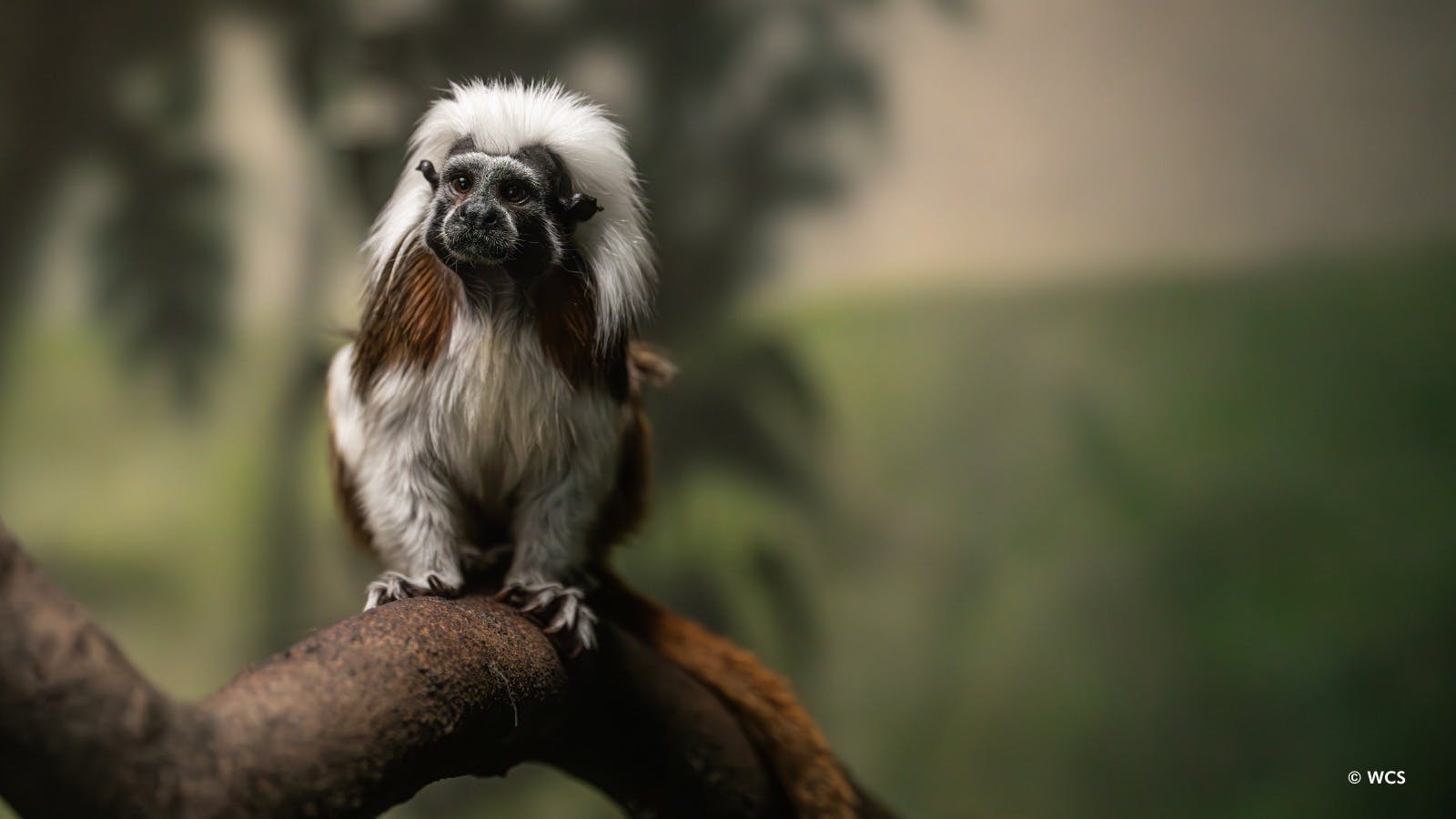 Central Park Zoo Ticket Review