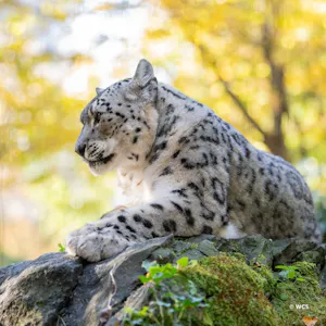 Central Park Zoo Ticket