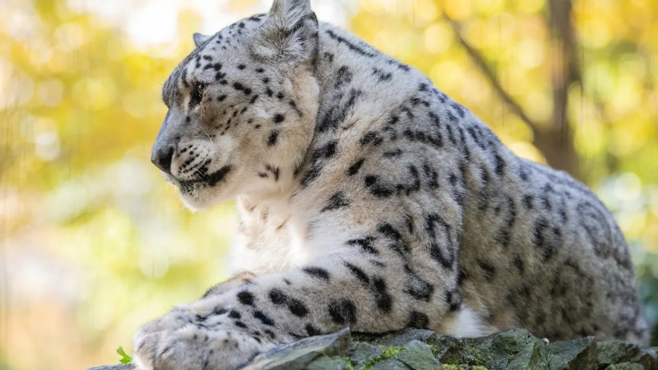 Central Park Zoo Ticket