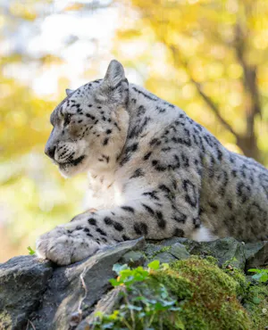 Central Park Zoo Ticket