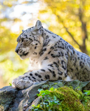 Central Park Zoo Ticket