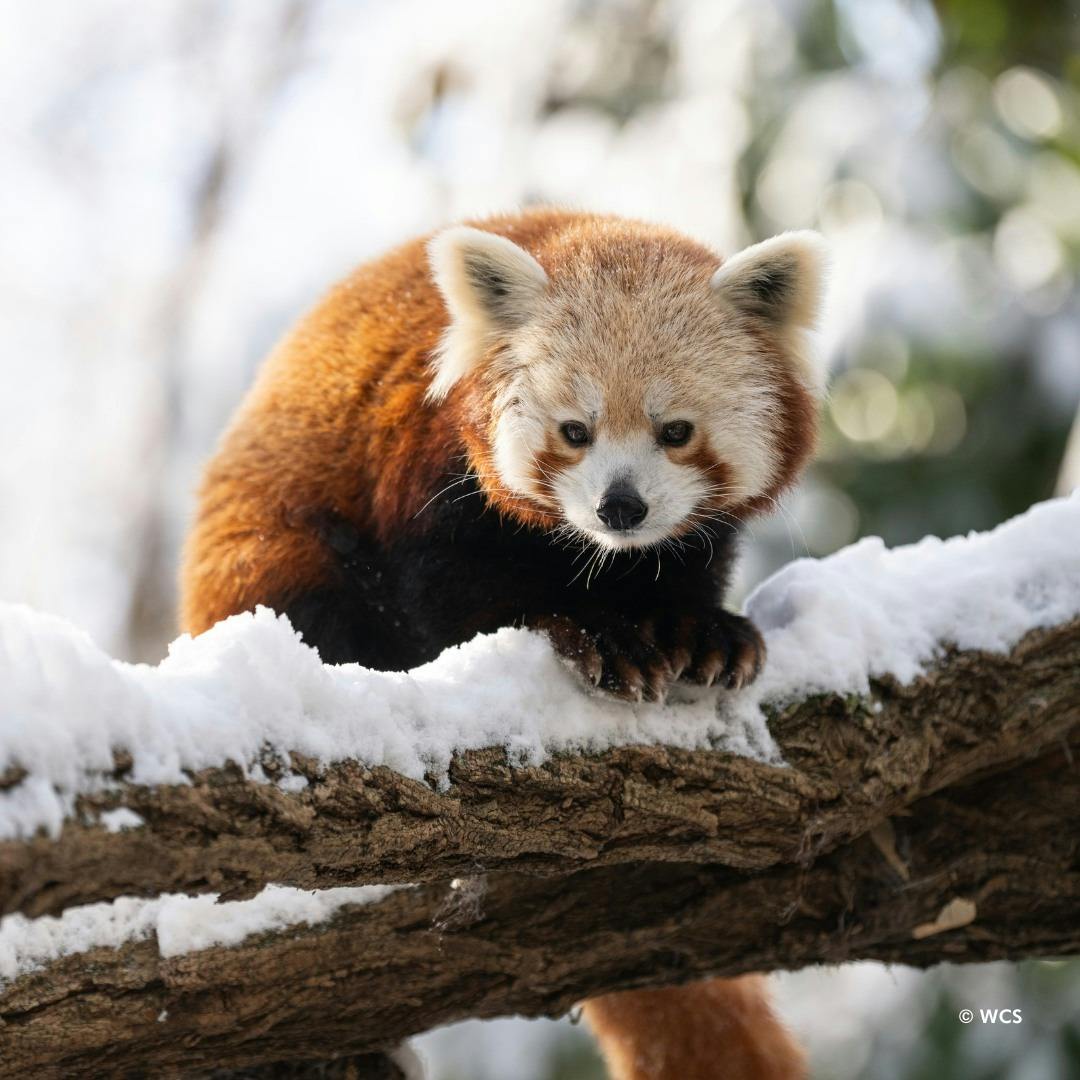 Central Park Zoo Ticket Location