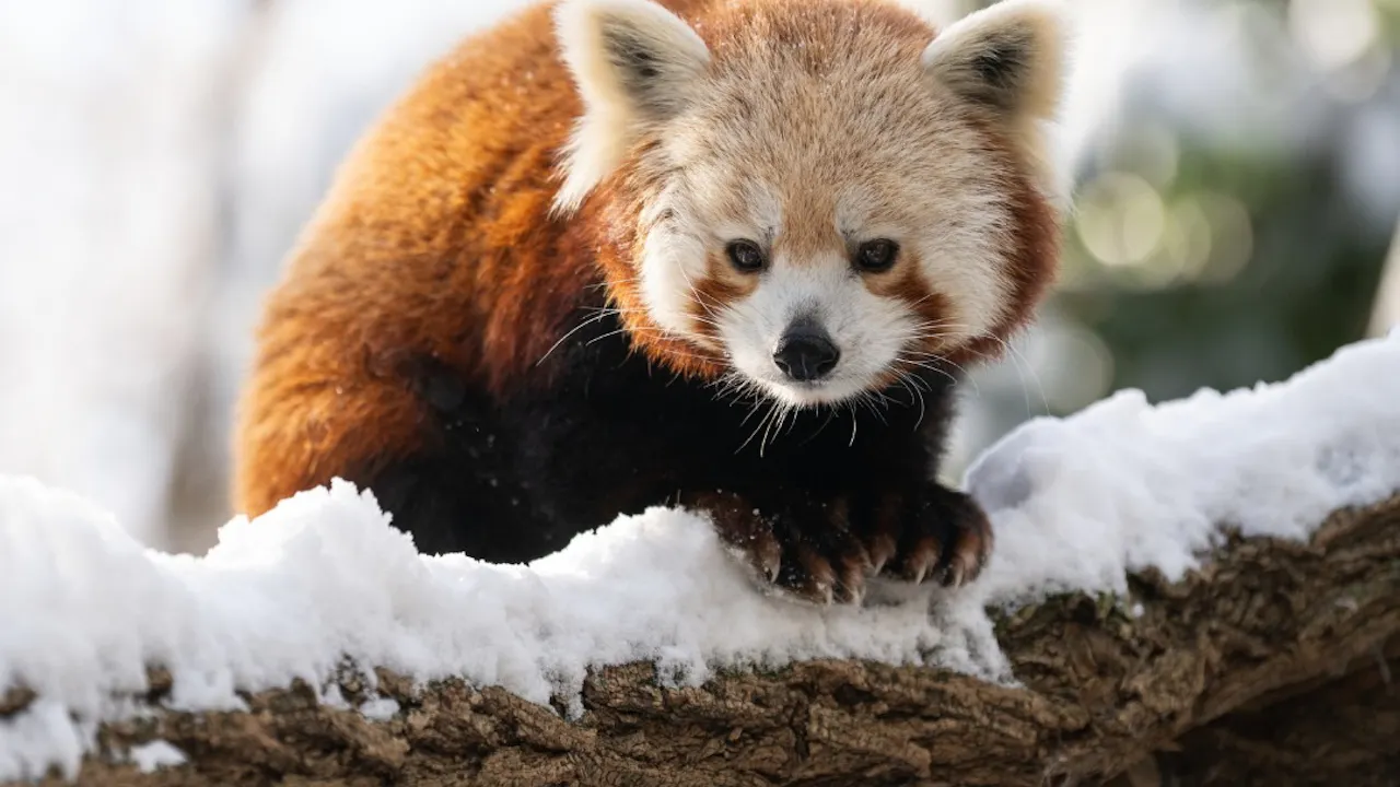 Central Park Zoo Ticket Location