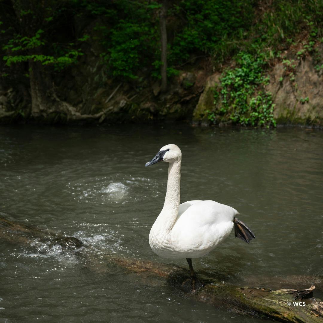 Central Park Zoo Ticket Category