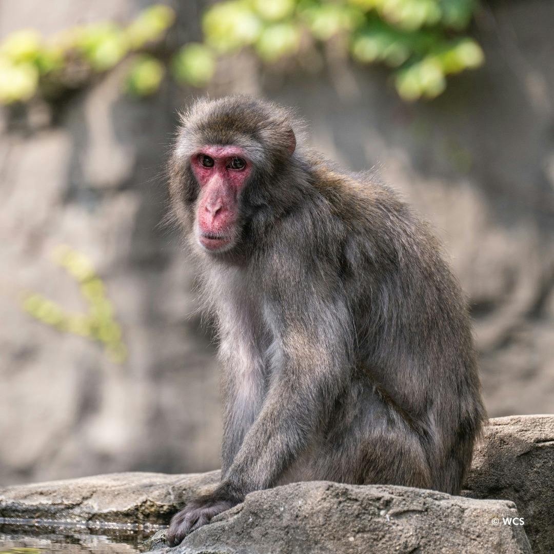 Central Park Zoo Ticket Review