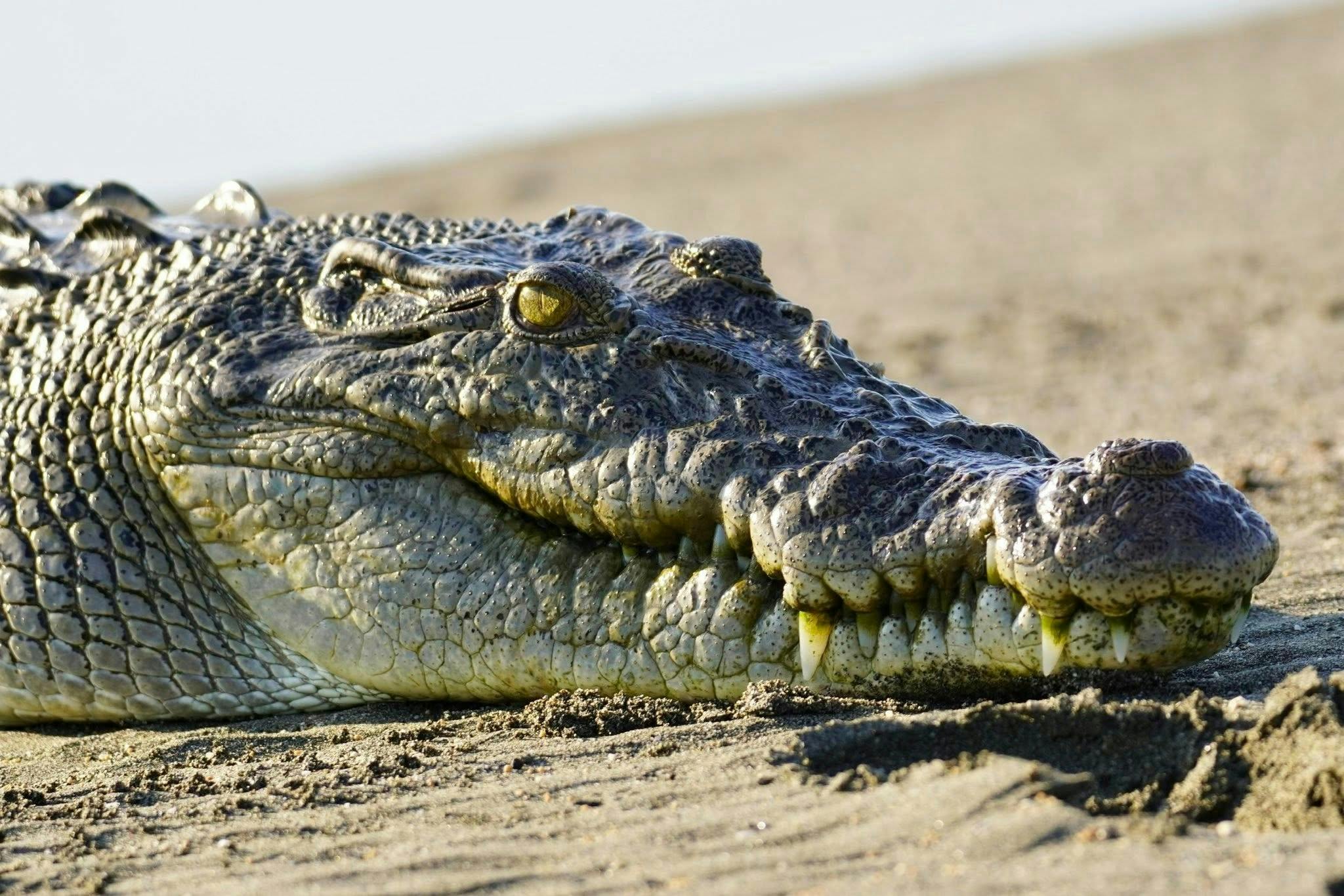 Gatorland Orlando Ticket  Ticket