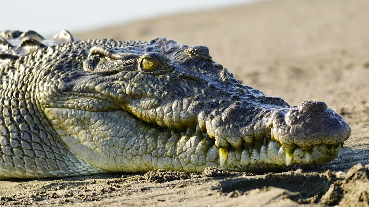 Gatorland Orlando Ticket Ticket