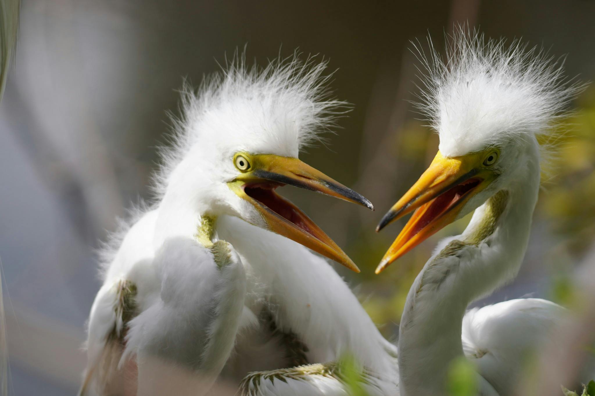 Gatorland Orlando Ticket  Category