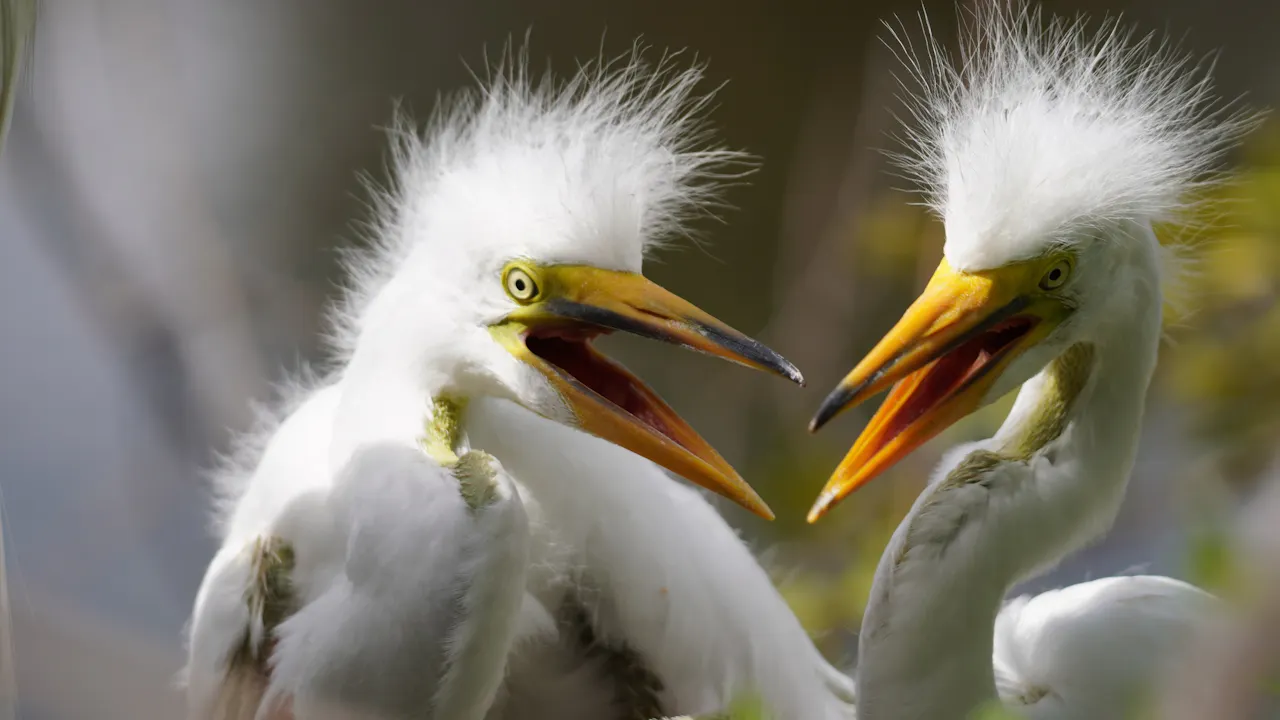 Gatorland Orlando Ticket Category