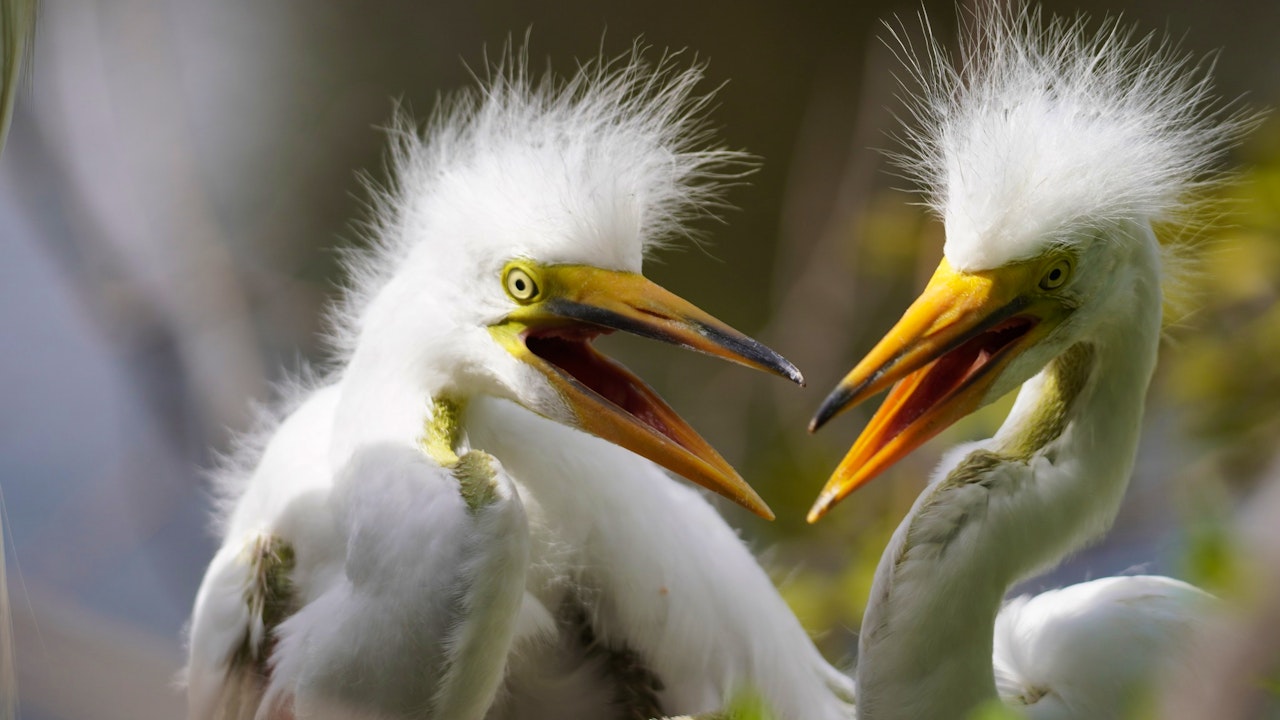 Gatorland Orlando Ticket Category