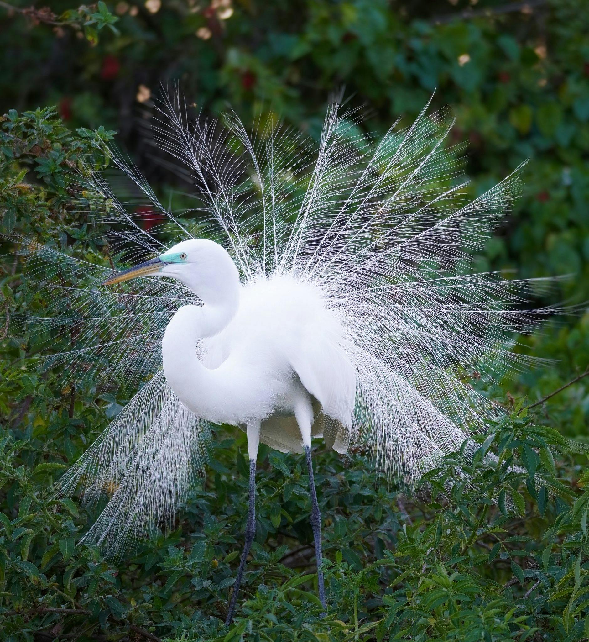 Gatorland Orlando Ticket  Price