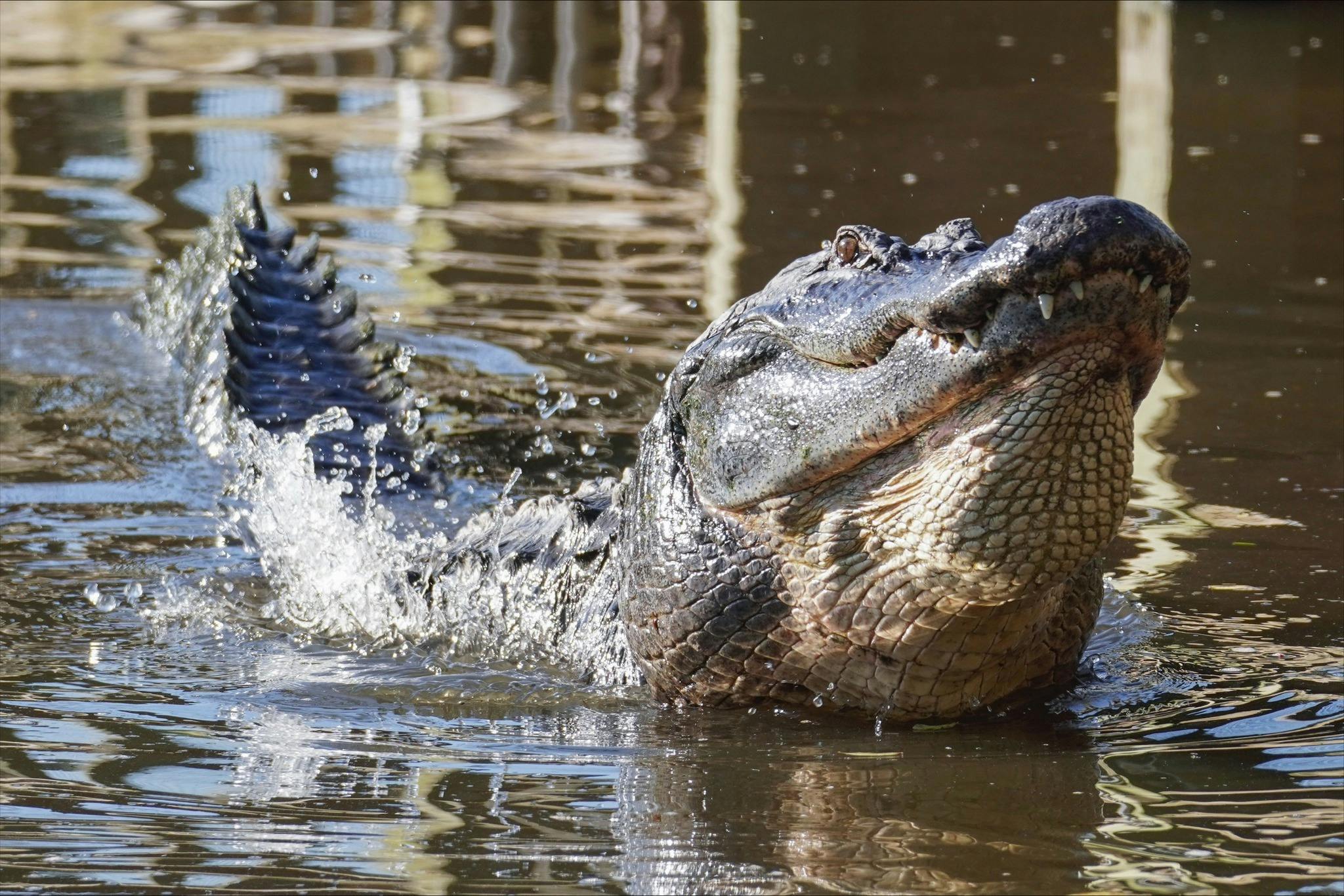 Gatorland Orlando Ticket  Thrillark