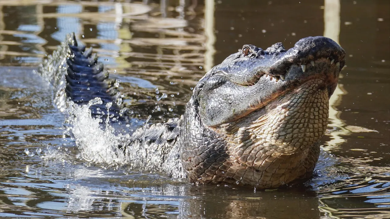 Gatorland Orlando Ticket Thrillark