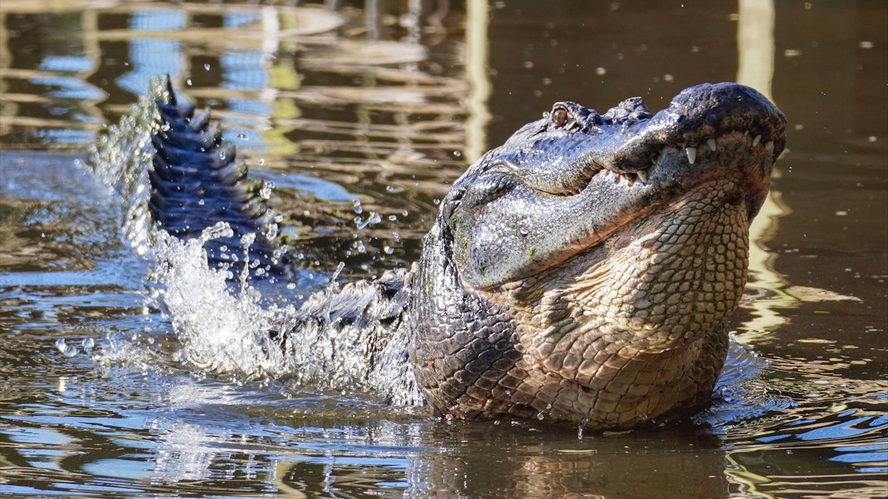 Gatorland Orlando Ticket Thrillark