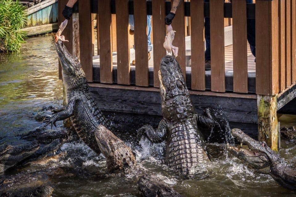 Gatorland Orlando Ticket  Location
