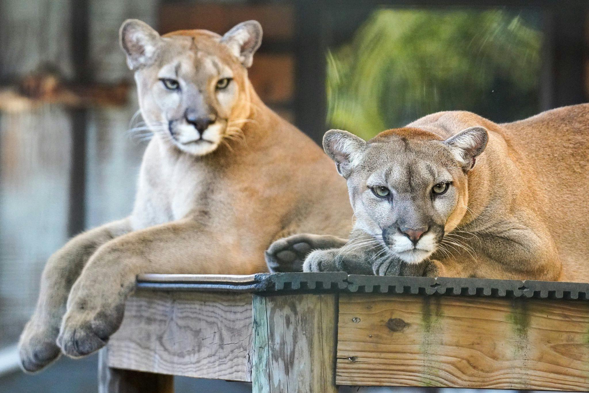 Gatorland Orlando Ticket  Discount