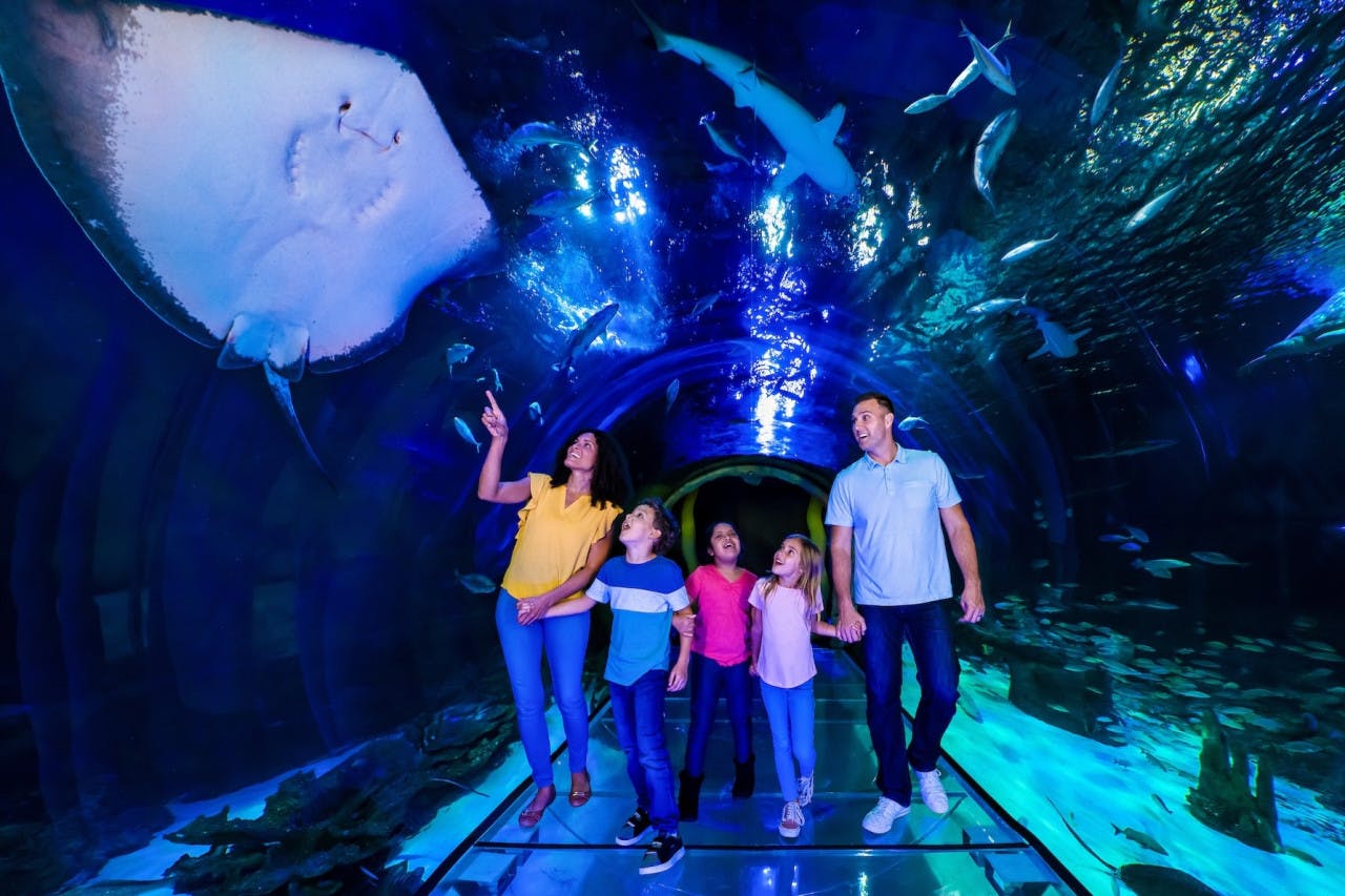 COMBO: The Orlando Eye + SEA LIFE Orlando Aquarium Ticket Category