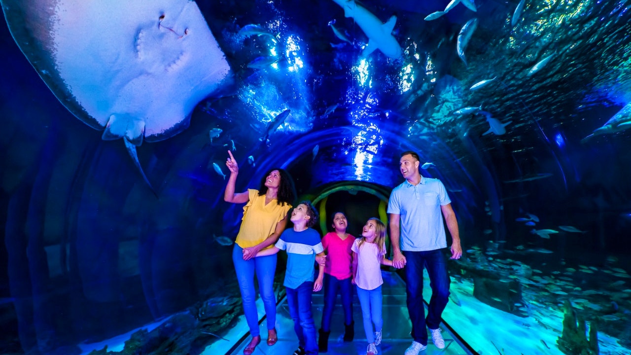 COMBO: The Orlando Eye + SEA LIFE Orlando Aquarium Ticket Category