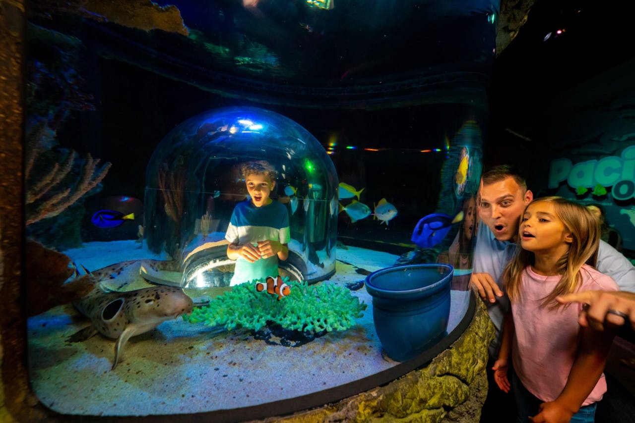 COMBO: The Orlando Eye + SEA LIFE Orlando Aquarium Ticket Thrillark