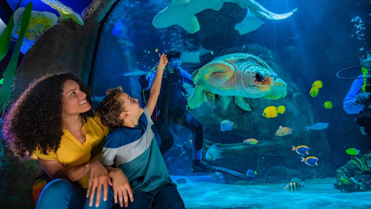 COMBO: The Orlando Eye + SEA LIFE Orlando Aquarium Ticket Location