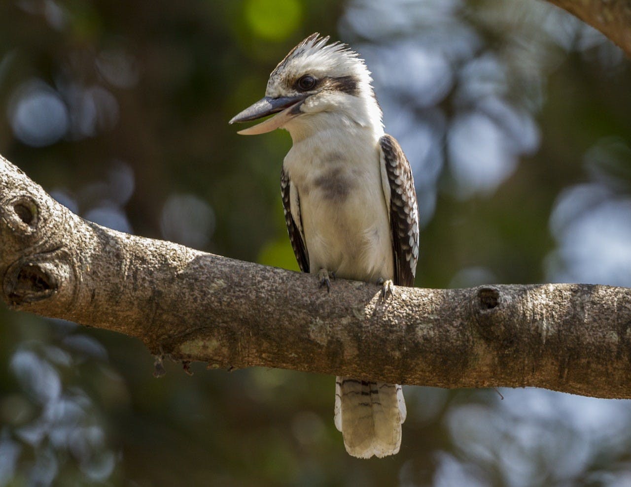 San Diego Zoo Ticket Category